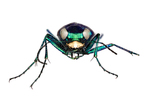 six spotted tiger beetle by Edna W. Lawrence Nature Lab