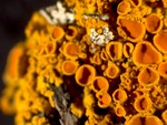 orange lichen 01 by Edna W. Lawrence Nature Lab