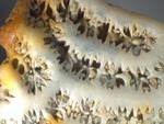 fossilized coral by Rachel Atlas and Edna W. Lawrence