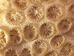 honeycomb coral