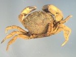 small crab by Edna W. Lawrence Nature Lab and Edna W. Lawrence Nature Lab