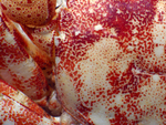 asian shore crab