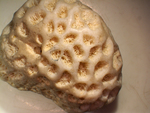 coral by Shalini Shaoo and Edna W. Lawrence Nature Lab