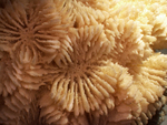 coral by Shalini Shaoo and Edna W. Lawrence Nature Lab