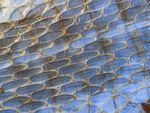 snakeskin by Shalini Shaoo and Edna W. Lawrence Nature Lab
