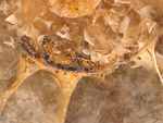 ammonite fossil by Edna W. Lawrence Nature Lab