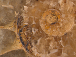 ammonite fossil by Edna W. Lawrence Nature Lab