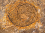 ammonite fossil by and Edna W. Lawrence