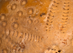sea star fossil by Edna W. Lawrence Nature Lab