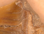 shark tooth fossil by and Edna W. Lawrence
