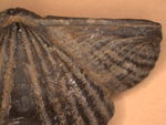 shell fossil by and Edna W. Lawrence