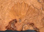 shell fossil by Edna W. Lawrence Nature Lab