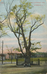 The Catholic Oak, Lonsdale, RI by A. C. Bosselman & Co., NY; Visual + Material Resources; and Fleet Library