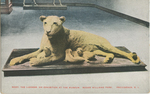 Rody the Lioness on exhibition at the Museum at Roger Williams Park, Providence, RI by Norman B. Robbins, publisher; Visual + Material Resources; and Fleet Library