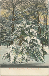 Snow Scene, Roger Williams Park, Providence, RI by The Rhode Island News Co., Providence, RI: publisher; Visual + Material Resources; and Fleet Library
