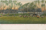 Sheep at Roger Williams Park, Providence, RI by A.C. Bosselman and Co., NY: publisher; Visual + Material Resources; and Fleet Library