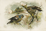 Untitled (Birds) by John Henry Bufford